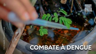 Imagem mostra uma mão desfocada segurando um instrumento para coleta de amostras (pipeta) de água em um vaso de plantas.  Abaixo, à direita, em letras brancas, a expressão “Combate à dengue”. 